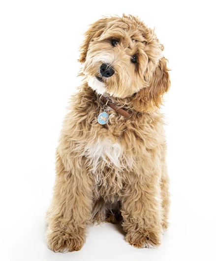 Using Treats for Adult Dog Training