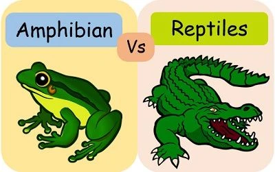 Make Money From Reptile and Amphibian Forums