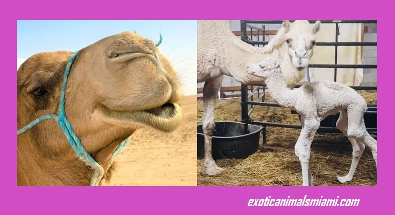 Things You Must Consider About Renting a Camel in Florida