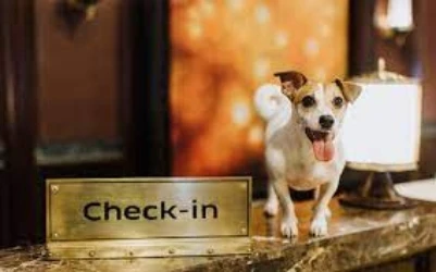 Finding a Dog-Friendly Hotel: 5 Tips