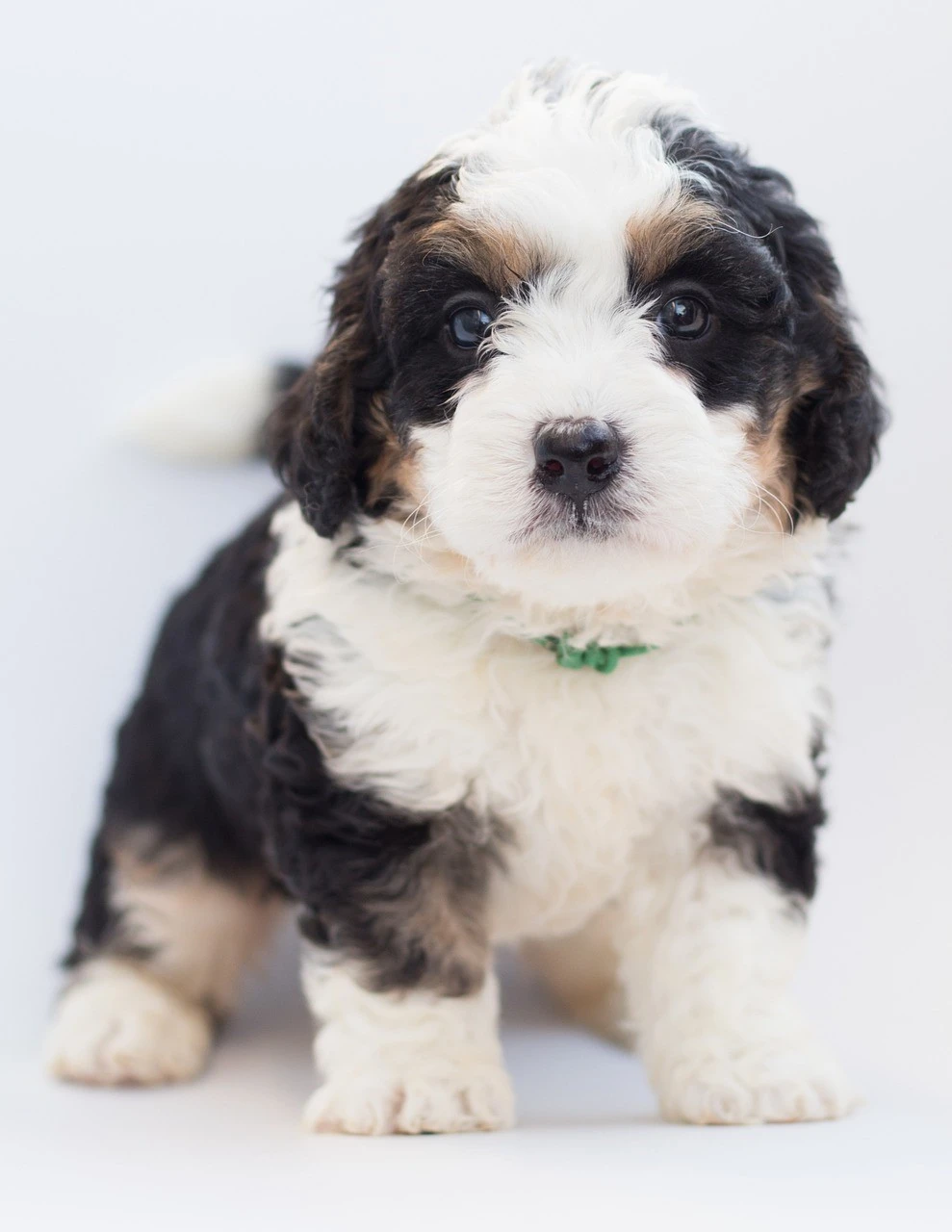Everything You Need to Know About Bernedoodle Puppies Texas