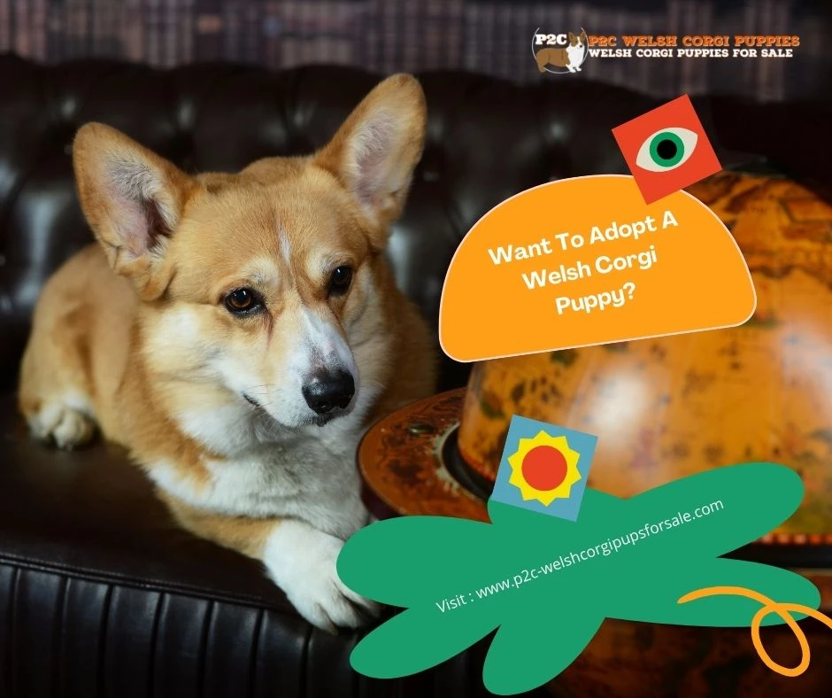 Want To Adopt A Welsh Corgi Puppy?
