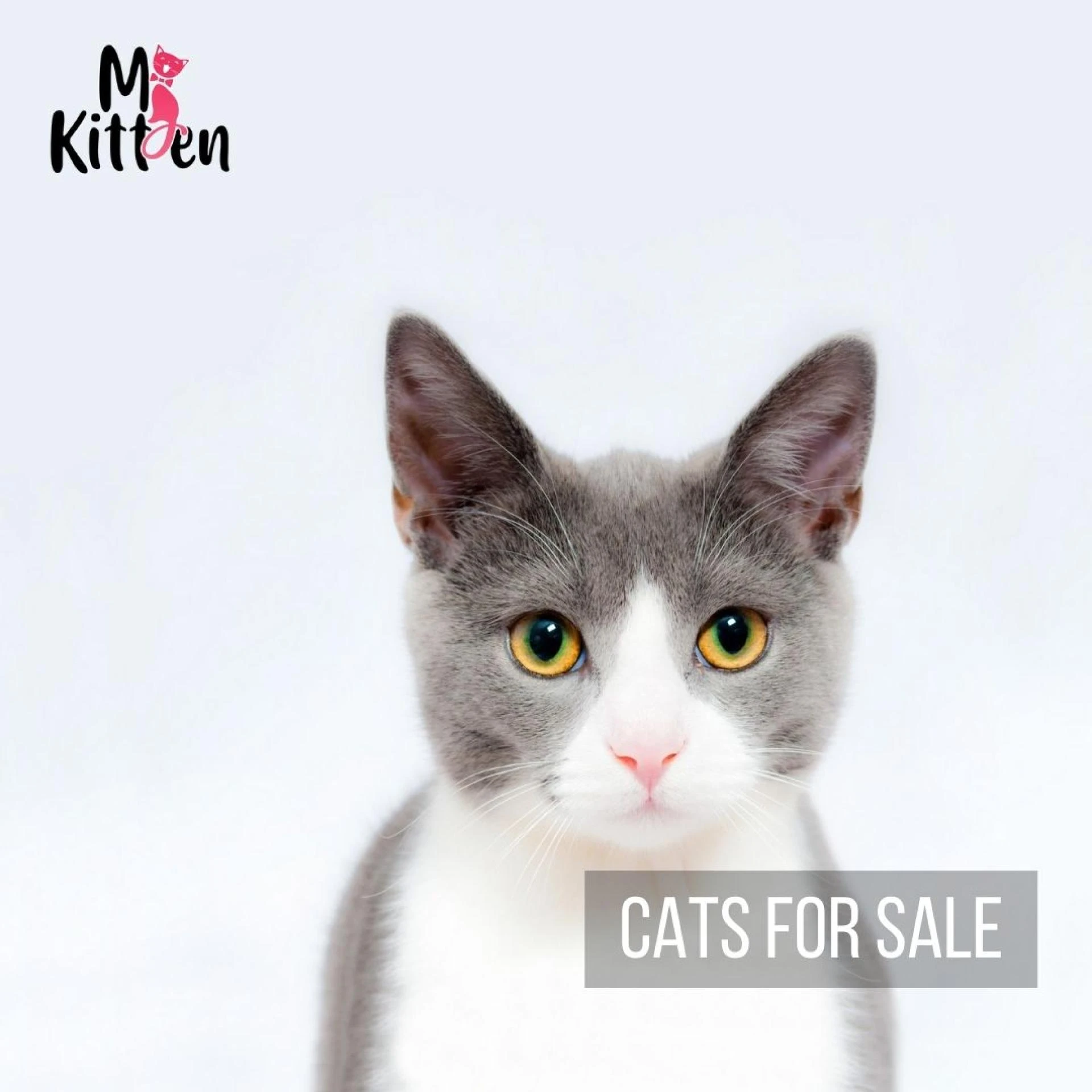 Taking Care of a Persian Cat