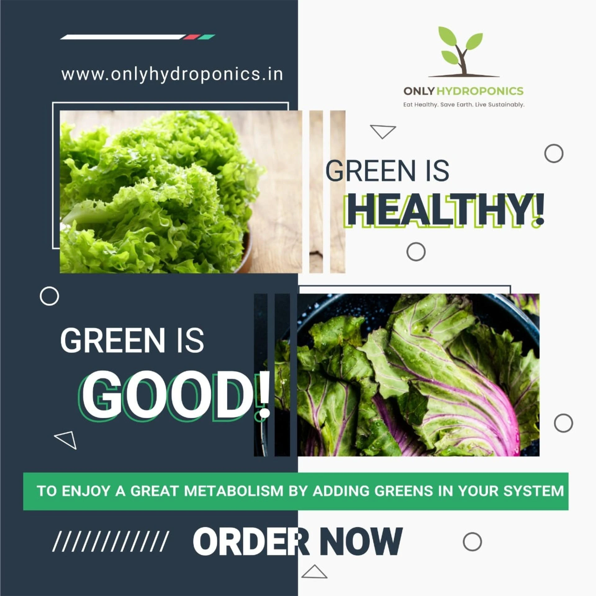 Hydroponic Food In Delhi NCR | OnlyHydroponics
