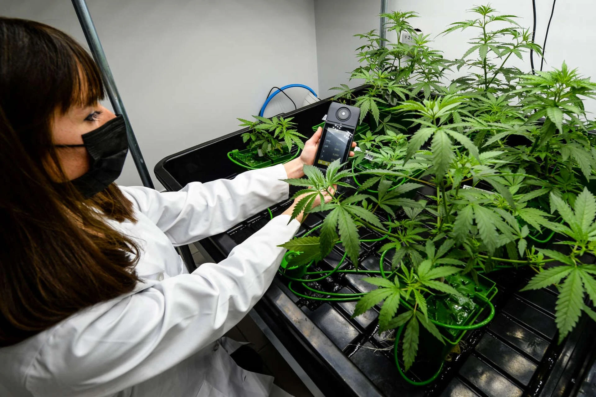 Some Unknown Amazing Benefits of RSO