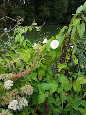 oxford creative writing summer school, self-explanatory?, riverbank plants, produce, kentish treasures