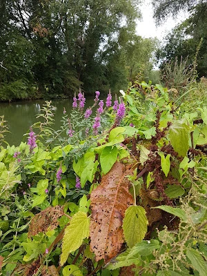 oxford creative writing summer school, self-explanatory?, riverbank plants, produce, kentish treasures