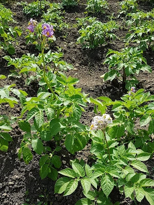potato dibber catch-up, maris peer, bike in the mud, the sentence by stephanie scott, mary anne sate, imbecile by alice jolly