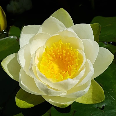 water lilies, bees, rewriting and editing trust: a family story, consultation, hard to do