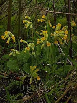 spring flower walk, fritillaries, cowslips and a snail on a thorn, pippa's song by robert browning, sackler sundays