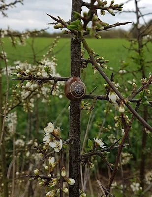 spring flower walk, fritillaries, cowslips and a snail on a thorn, pippa's song by robert browning, sackler sundays