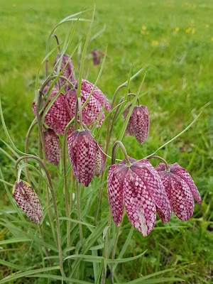 spring flower walk, fritillaries, cowslips and a snail on a thorn, pippa's song by robert browning, sackler sundays