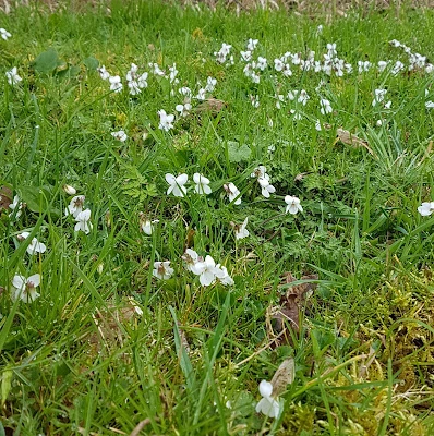 white violets, liber digital conference in the hague, noughth week, sir roger bannister