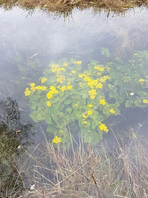 flooded landscape, first chiffchaff, first swallow