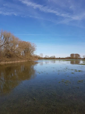 flooded landscape, first chiffchaff, first swallow