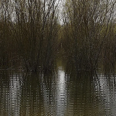 flooded landscape, first chiffchaff, first swallow