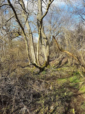 time flies, waterlogged allotment, barrington park estate,fifteen clumps, the horseman by tim pears