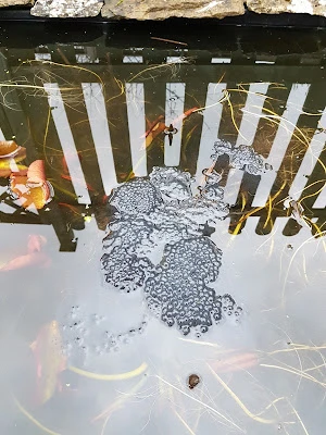 first frog spawn, forecasted freezing temperatures