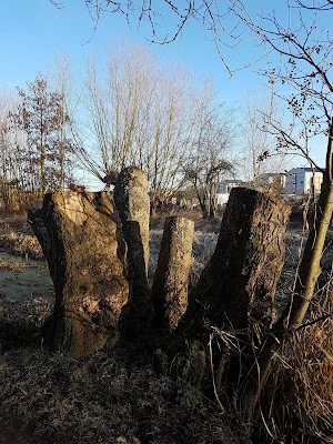 frosty mornings, spring sunlit days, poem
