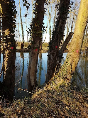 frosty mornings, spring sunlit days, poem
