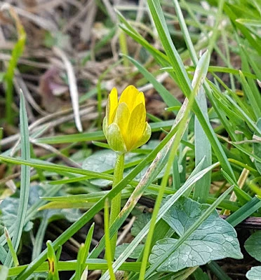 rich spring sunlight, hedge, waterlogged ditch, celendine, hail