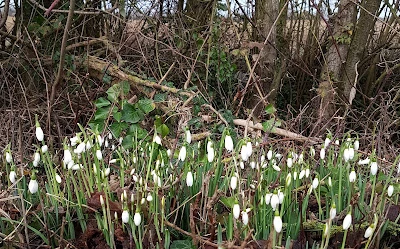 roadside snowdrops, burns night supper, the debatable land: the lost world between scotland and england by graham robb