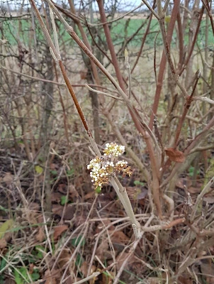 wayfaring tree, happy new year!!!!
