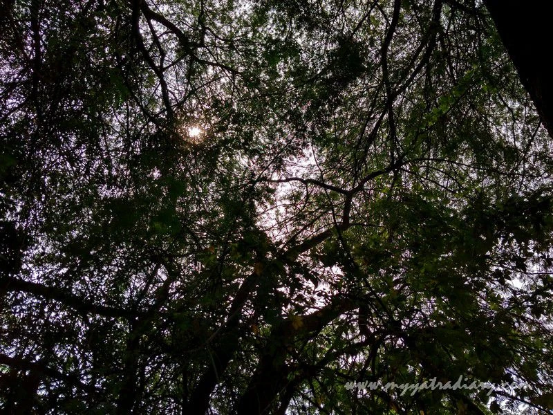 Big trees on the way to Shani Shinganapur near Shirdi Big trees on the way to Shani Shinganapur near Shirdi