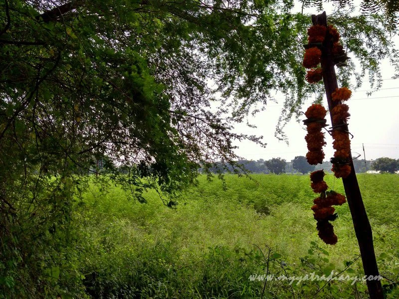 Green Landscape on the way to Shani Shinganapur near Shirdi Green Landscape on the way to Shani Shinganapur near Shirdi