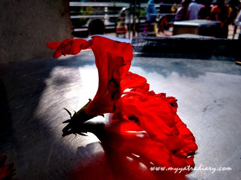 A red flower at Shani Shinganapur Temple, Maharashtra A red flower at Shani Shinganapur Temple, Maharashtra