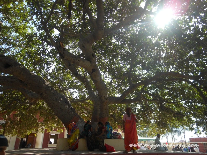 Banyan tree in Nageshwar Jyotirling Shiva Temple, Bet Dwarka Banyan tree in Nageshwar Jyotirling Shiva Temple, Bet Dwarka