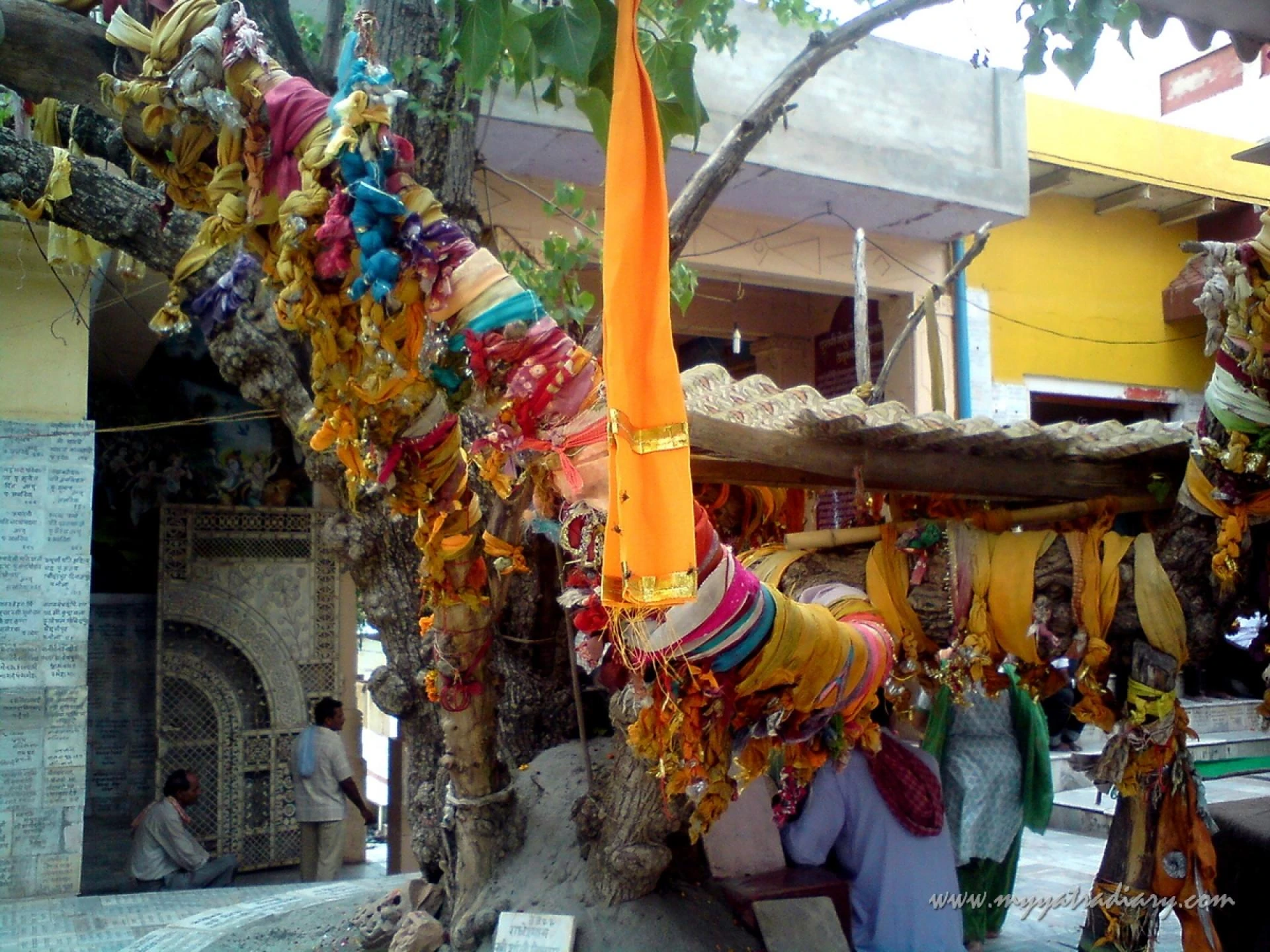 A kalpa vruksha at Chaurasi Khamba Temple compund, Old Gokul Mahavan