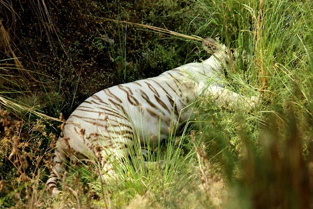 Rewa white tiger safari Madhya Pradesh