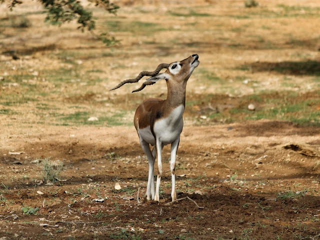 Black Buck at Rewa White Tiger reserve and zoo Madhya Pradesh