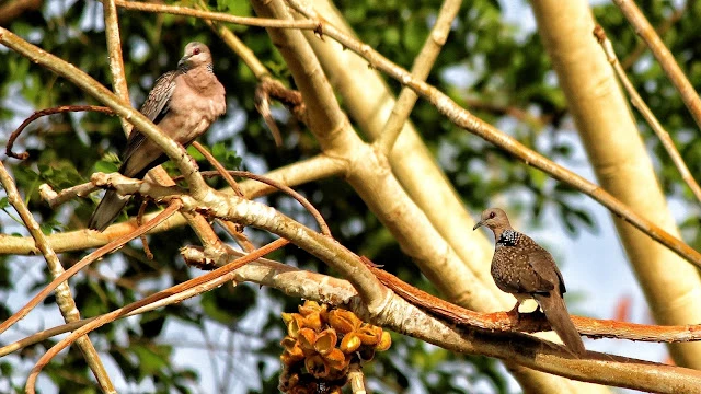 Wildlife spotting in Bandhavgarh National Park Madhya Pradesh