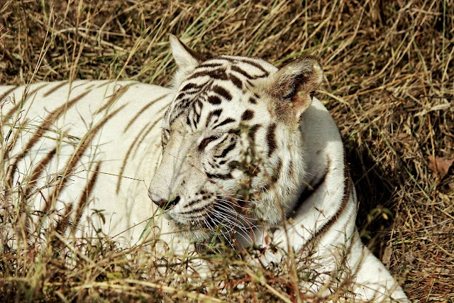 Rewa white tiger safari Madhya Pradesh