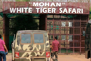 White tiger safari in Rewa Madhya Pradesh