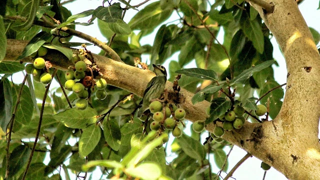 Wildlife spotting in Bandhavgarh National Park Madhya Pradesh