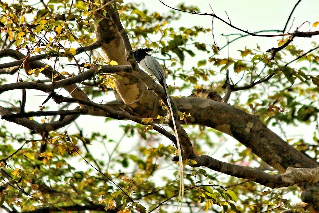 Wildlife spotting in Bandhavgarh National Park Madhya Pradesh
