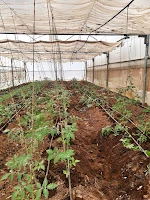 Vegetables grown in greenhouses on-site