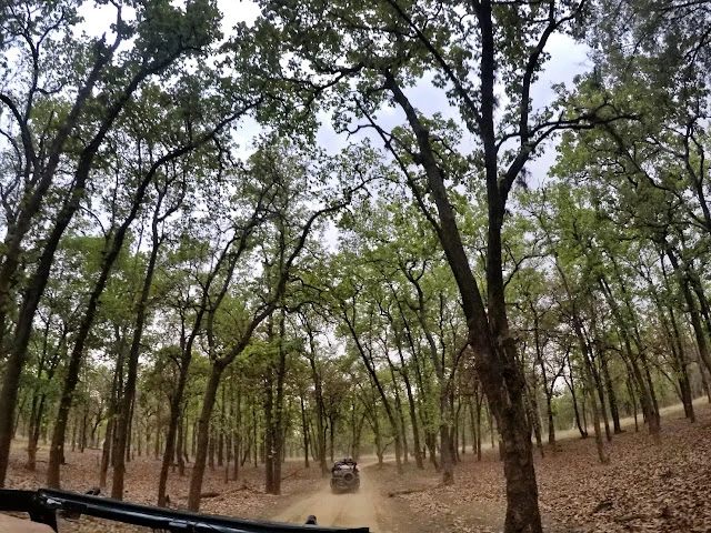 Thrilling ride in an open jeep through Bandhavgarh National Park