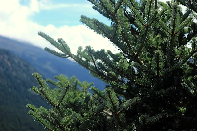 Stairway to heaven | Yumthang Valley, North Sikkim
