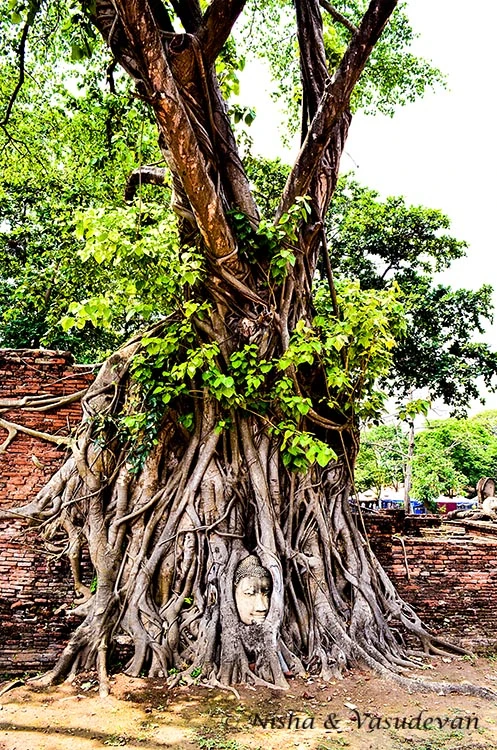 Day Trip to Ayutthaya, the First Capital of Thailand