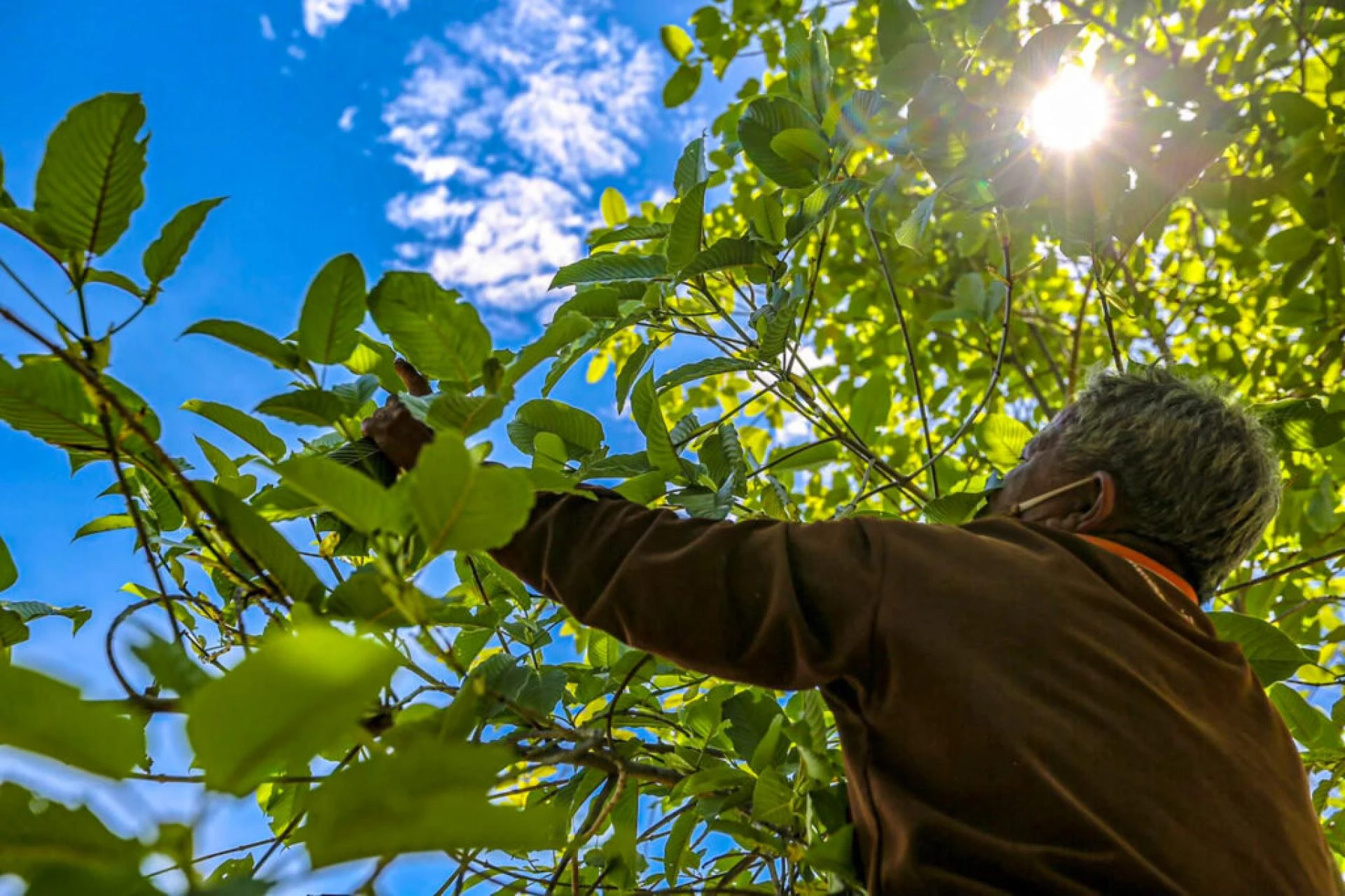 The Top Kratom Vendors - Where to Buy Kratom in Bulk