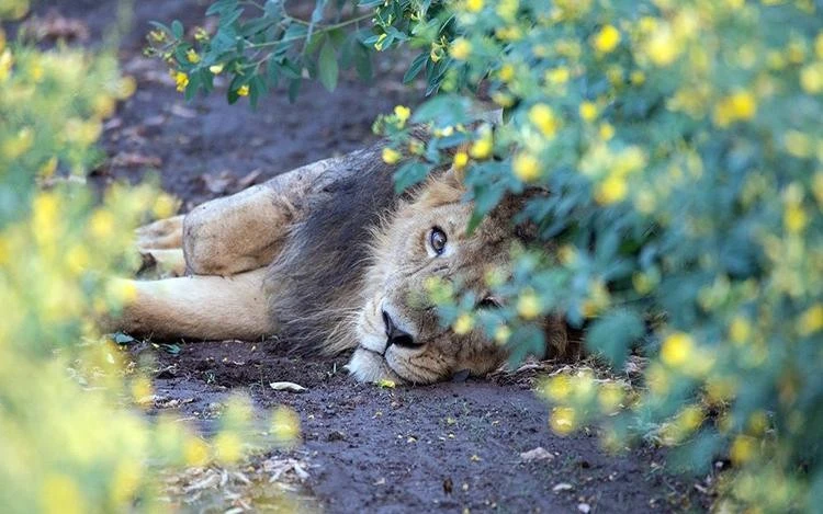 thegirforestnationalparkandsanctuary.jpg