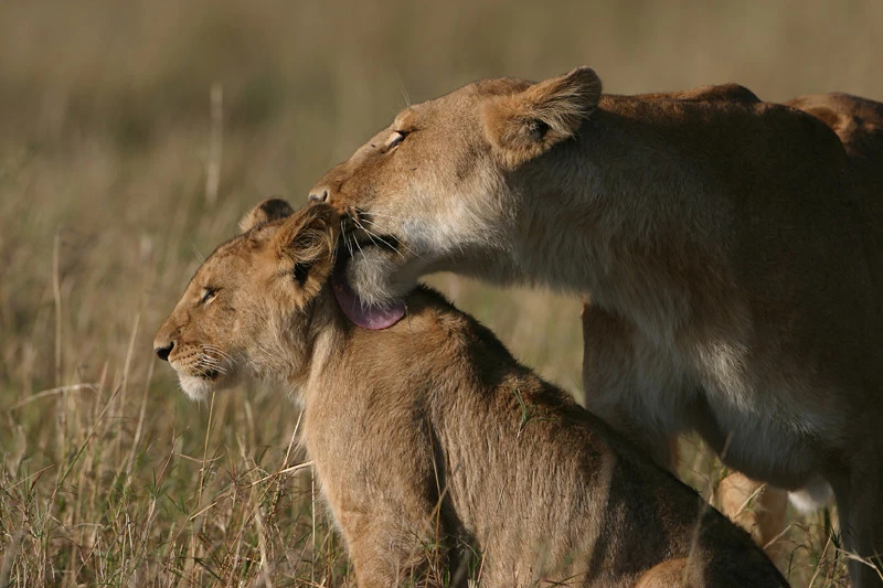 Gir National Park