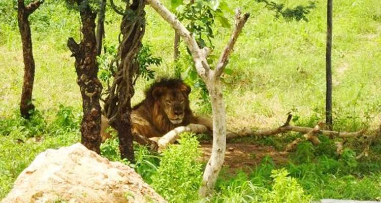 Sajjangarh Biological Park, Udaipur - Timings, Entry Fees - Holidify