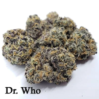 Dr. Who | DogHouse