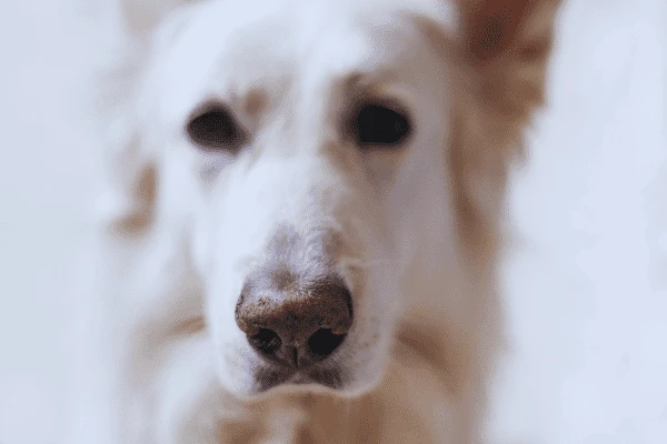 A close-up photo of a dog with its mouth wide open and throat extended, making heaving motions as if trying to vomit but nothing comes out. The dog\'s eyes might be squinted and its expression worried or uncomfortable.