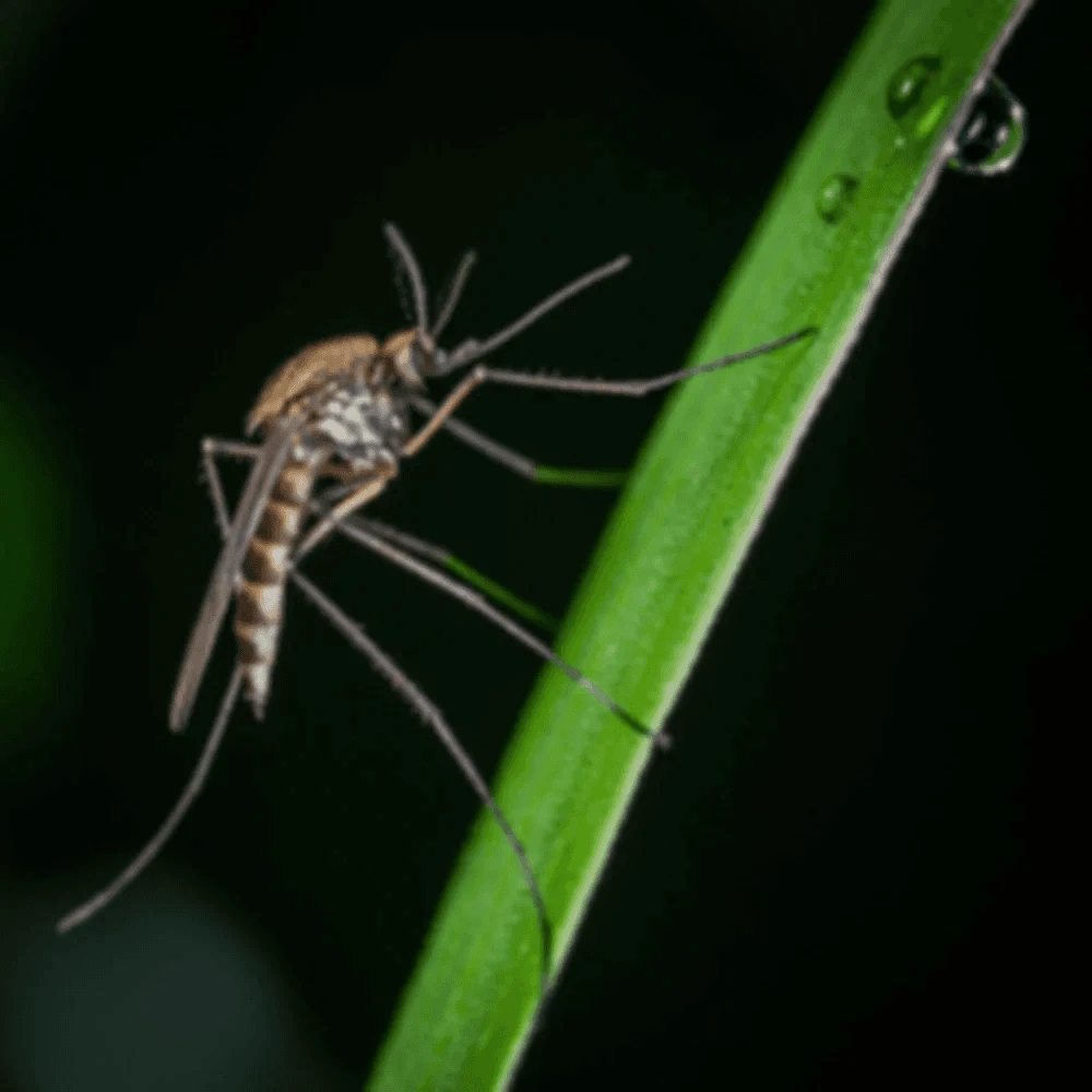 Effective Mosquito & Termite Control for Your Yard